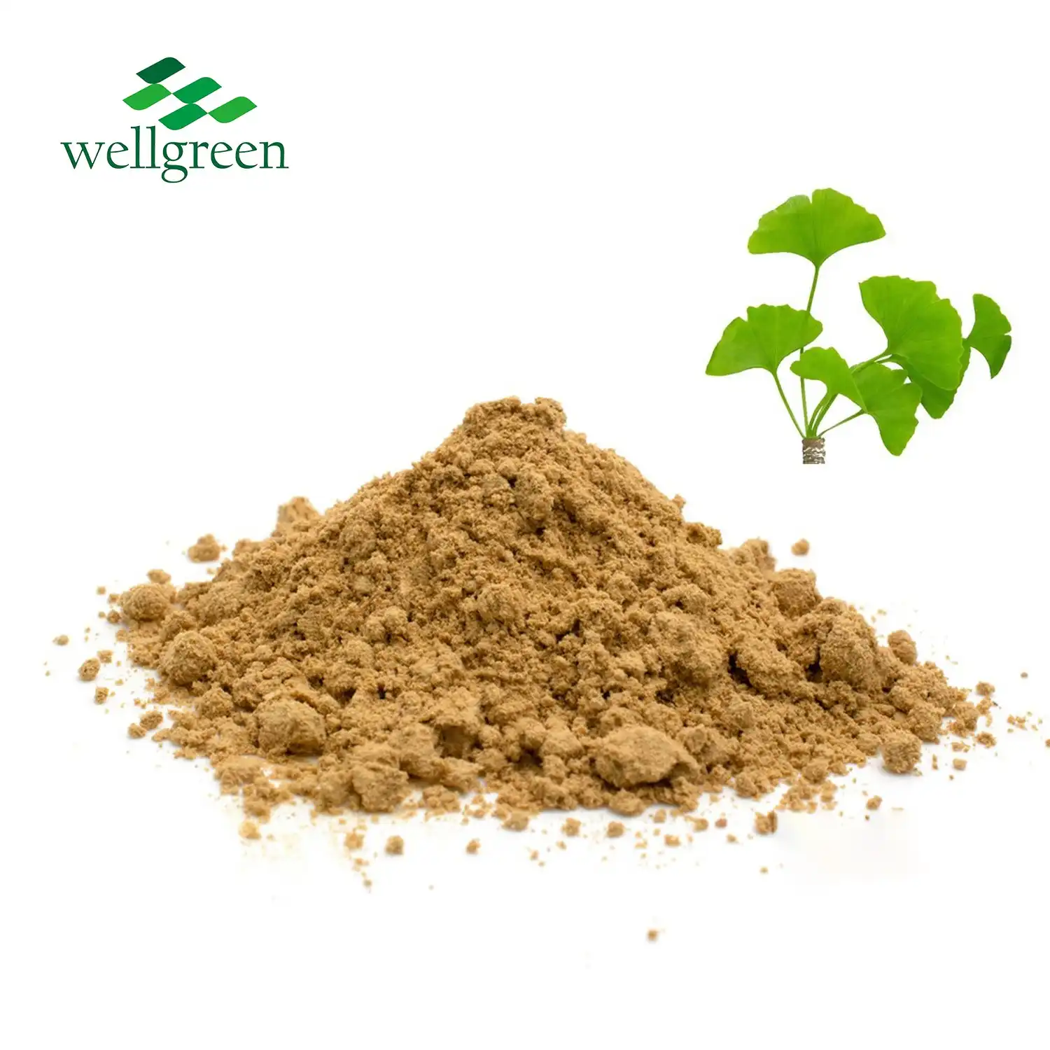 Ginkgo Biloba Extract Powder